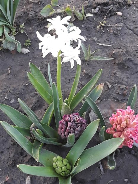  - Gradina mea 2019