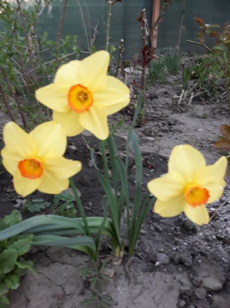  - Gradina mea 2019