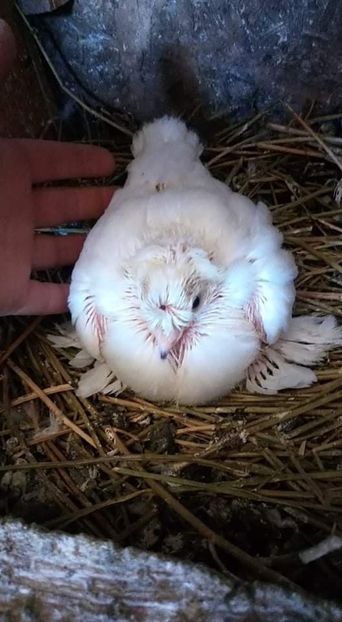 received_276485023264524 - Puii 2019