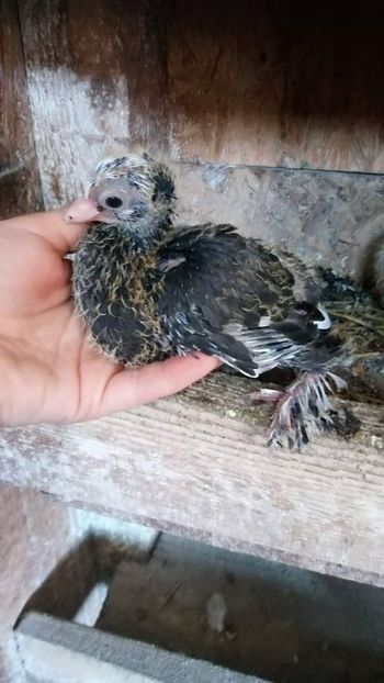 received_2146158055499536 - Puii 2019