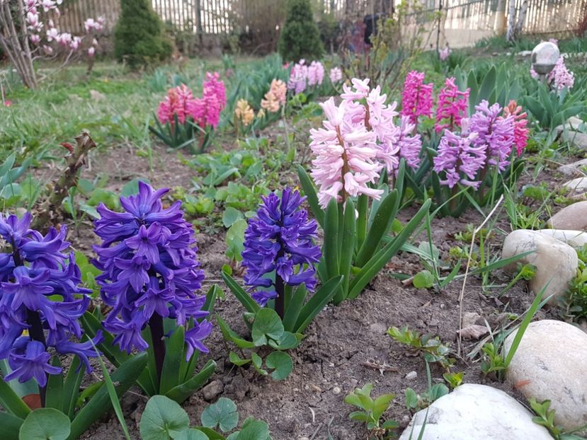 Marie, China Pink, Splendid Cornelia, Jan Boss - 2020 Zambile