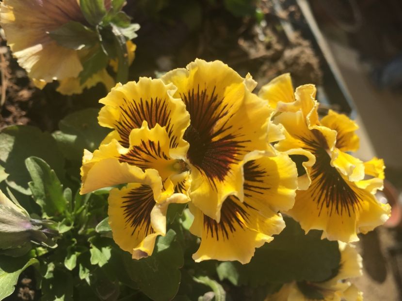 0E1241A9-2CE7-4C2A-96D5-0BBE0251A9B0 - Florile mamei 2019