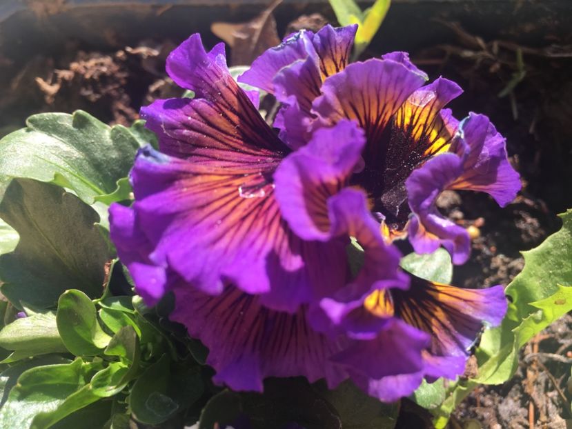 FE963540-2A5C-4A01-952D-F63B0E6ECE74 - Florile mamei 2019