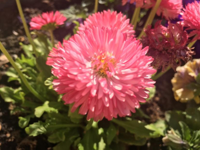 34A69E89-FE6D-4202-A083-268815537581 - Florile mamei 2019