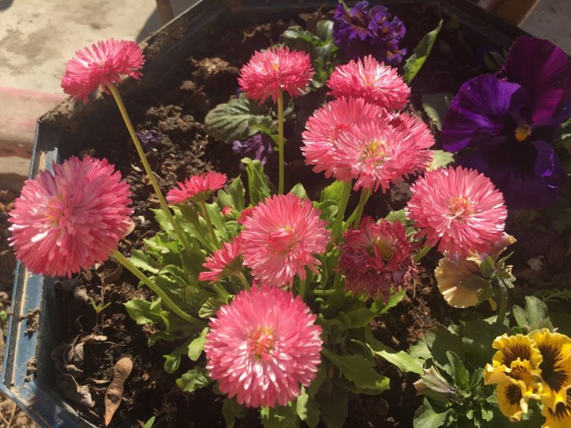 5D02B997-FCC4-4B78-BF15-B5FBCF11766F - Florile mamei 2019