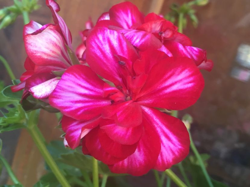 B371C102-C93D-44B0-97D5-EBDC38B4503B - Florile mamei 2019