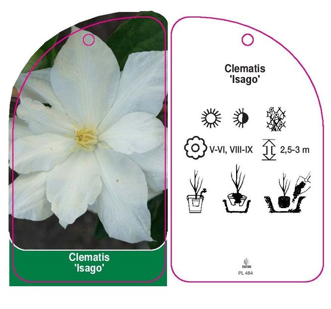 1 CLEMATIS ISAGO - ISAGO