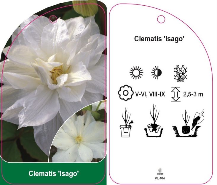 D CLEMATIS ISAGO B - ISAGO