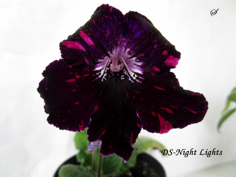 DS-Night Lights(26-03-2019) - Streptocarpusi 2019