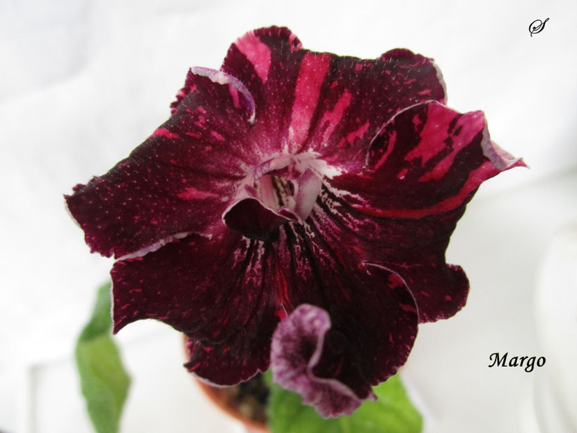 Margo(26-03-2019) - Streptocarpusi 2019