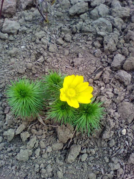 Multu! - curtea cu toate cele 2019