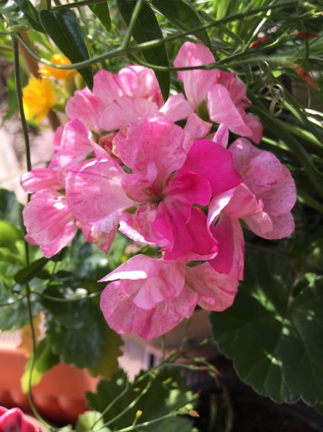 CC7EBB50-0D61-4833-97CA-1ED282D2A91A - Martie