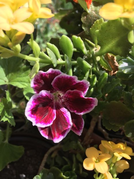 39980CBA-2C44-419A-8896-C567A99B59DF - Martie