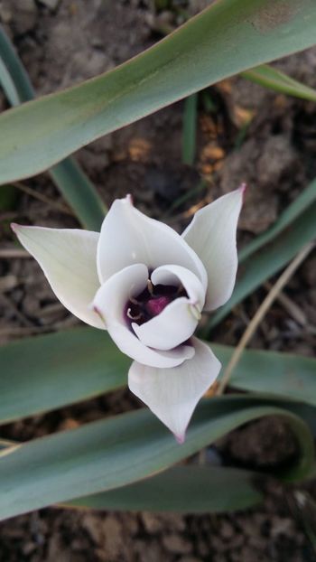 IMG-20190324-WA0022 - curtea cu toate cele 2019