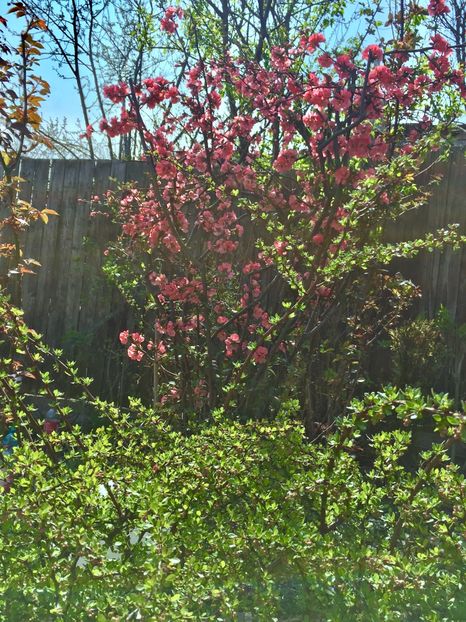 C8B5FDAE-A354-4ECD-8369-D89A694D201B - Martie