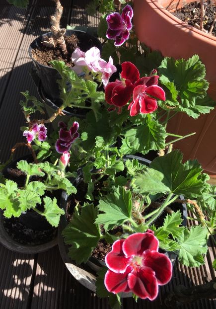 0ADAB114-6AA6-460C-9EC1-8CA5E2C484E0 - Martie