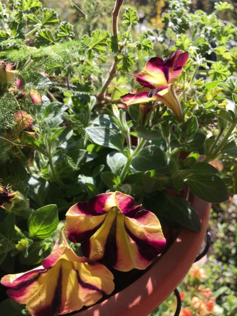 C15C69F8-3D88-442E-81B2-37162C1E1284 - Martie