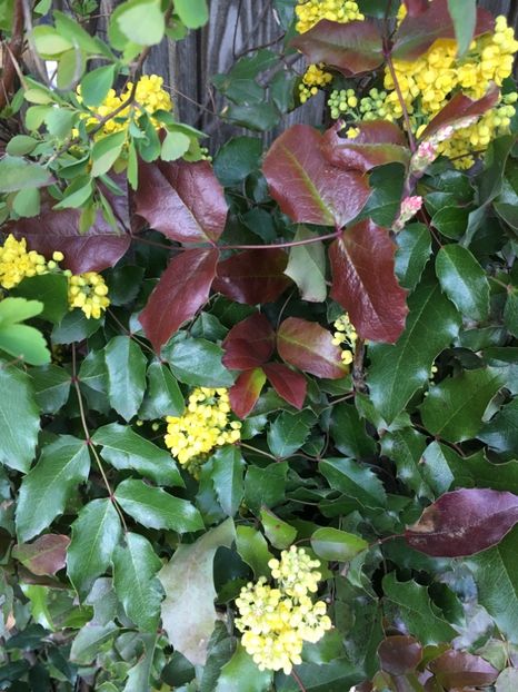 2A4F83B1-C976-45A9-93AB-701284397C44 - Martie