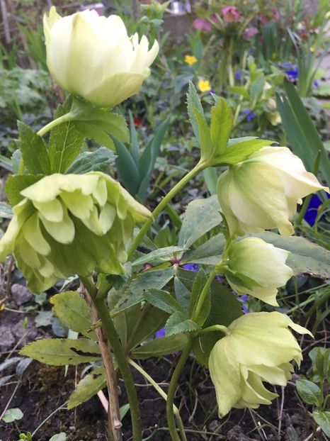 191F8E18-08E5-49F0-8274-6F6A4B9977BE - Martie