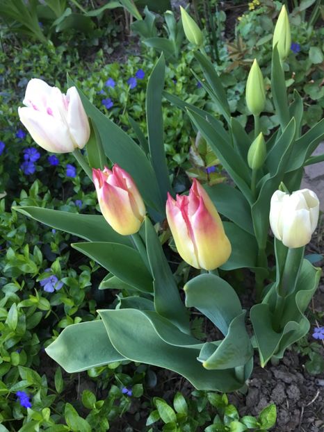 B44D272F-70CE-4D69-8D88-A116B43BDB65 - Martie