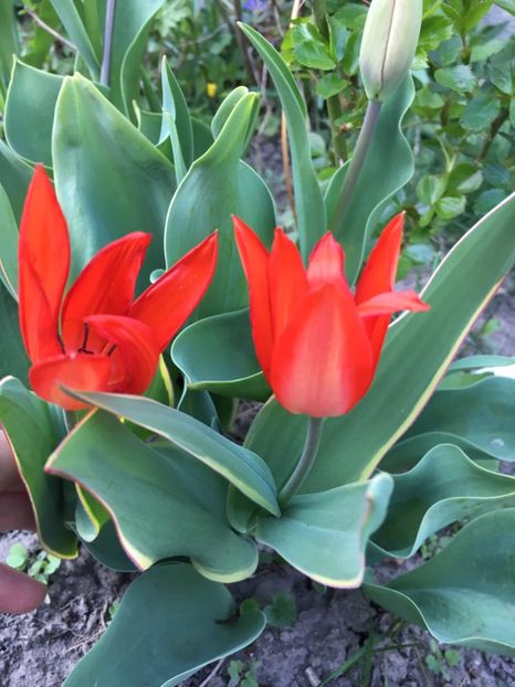 43A01CA1-37E8-4765-9557-41C20B9FF80B - Martie