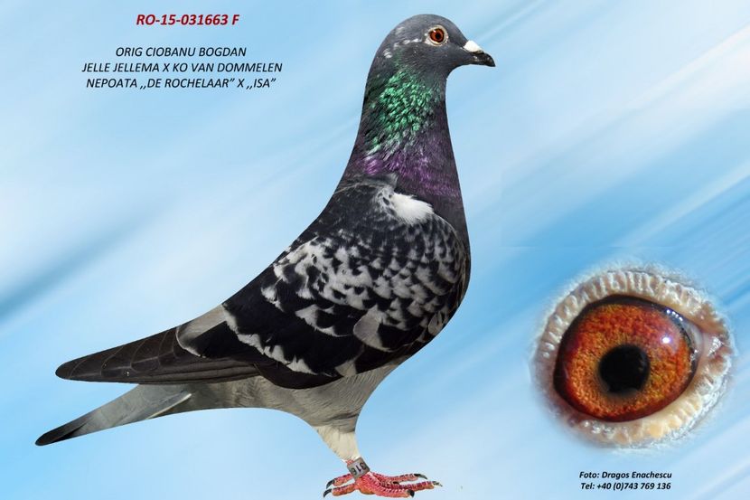 RO-15-031663-F - Perechea nr 1