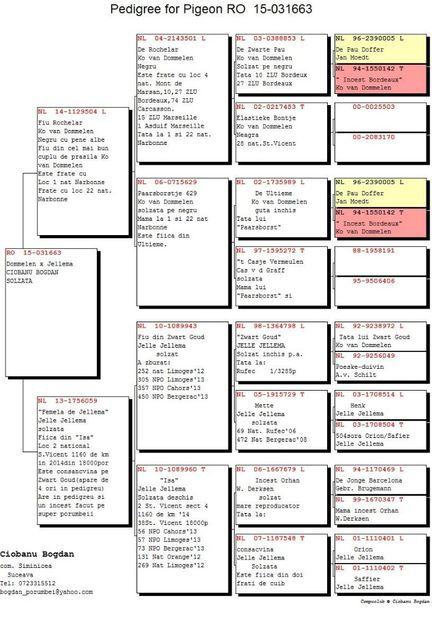 RO-15-031663-F-pedigree - Perechea nr 1