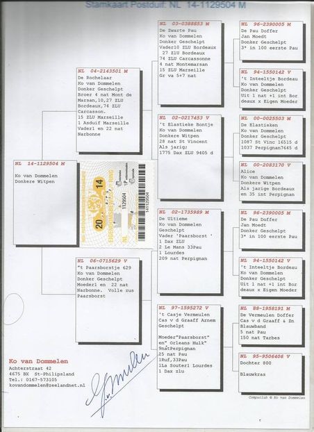 RO-15-031663-F-pedigree tata - Perechea nr 1