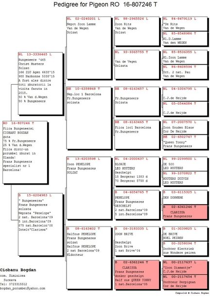 RO-16-807246-F-pedigree - Perechea nr 6