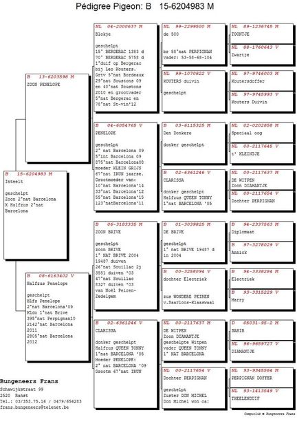 pedigreu mama - Perechea nr 6