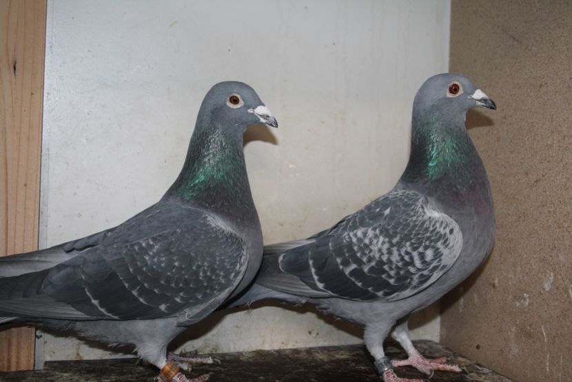 cuplu bungeneres - Perechea nr 6