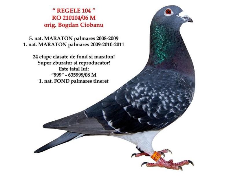 RO-15-031675-F-tata Regele 104 - Perechea nr 15