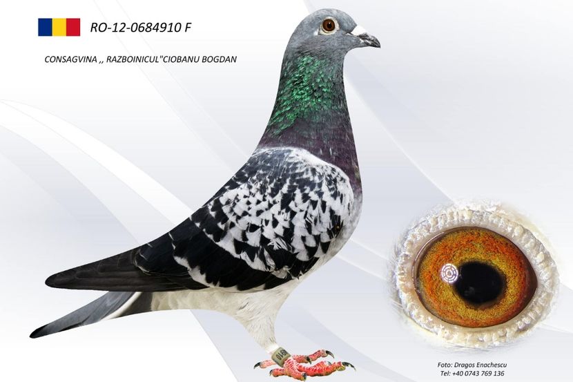 Foto - Perechea nr 5