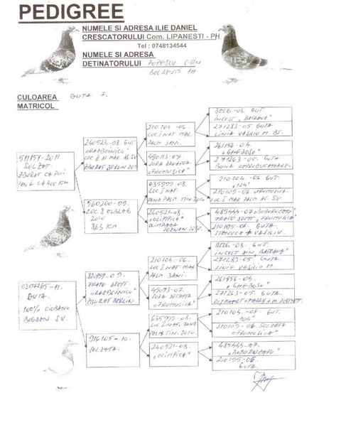 Pedigree - Perechea nr 5