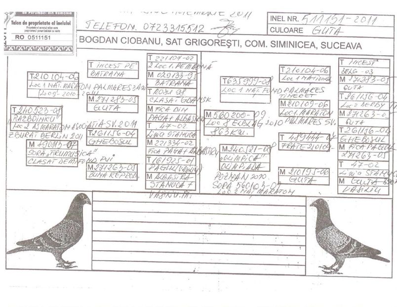 Pedigree tata - Perechea nr 5