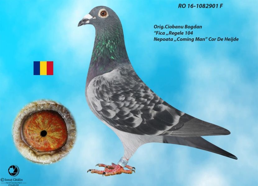 RO 16-1082901 F - Perechea nr 7