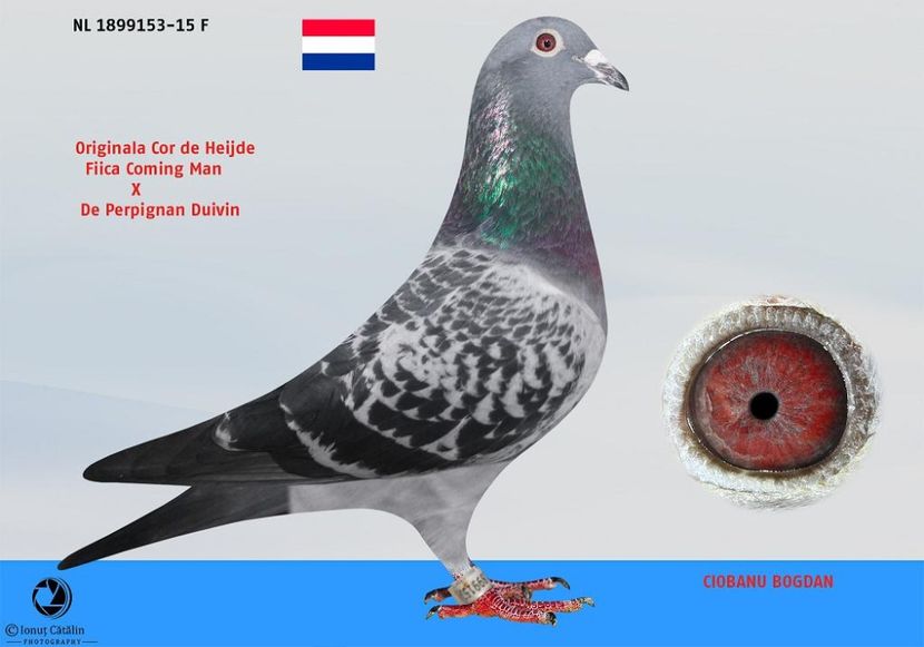 RO-16-1082901-F-foto mama - Perechea nr 7