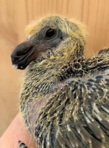 7D476738-D38A-4E69-B2C2-A08A32F8EEF6 - Matca