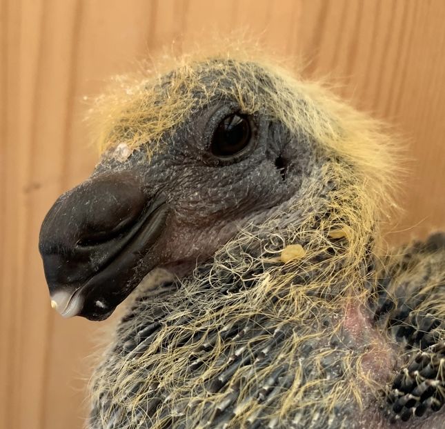 71641692-B7E0-46FE-85D7-AD25B923CD53 - Matca