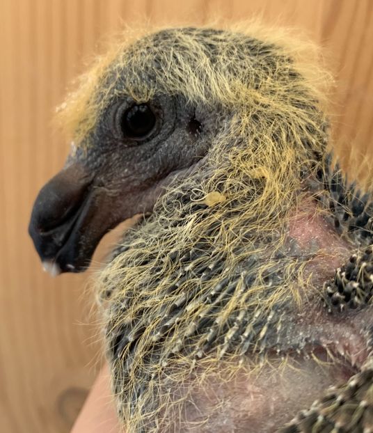 75239742-43CD-46A4-9A77-F7012AF995C7 - Matca