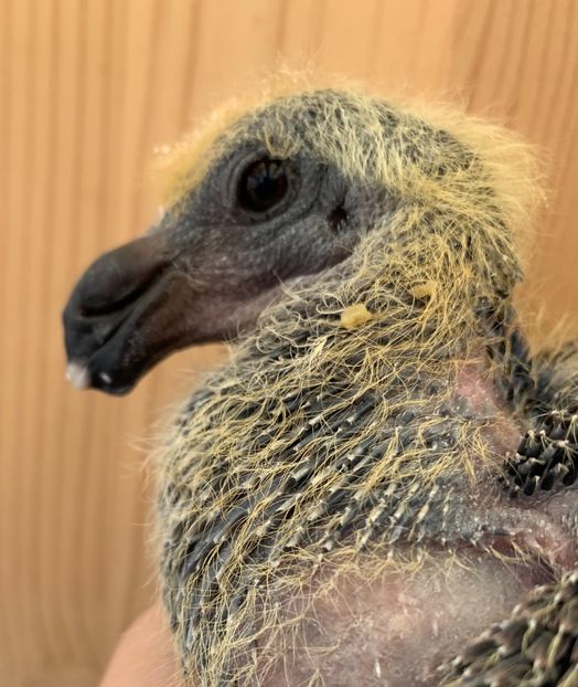 1A708B0B-719C-410D-A071-7A40B2E6B991 - Matca