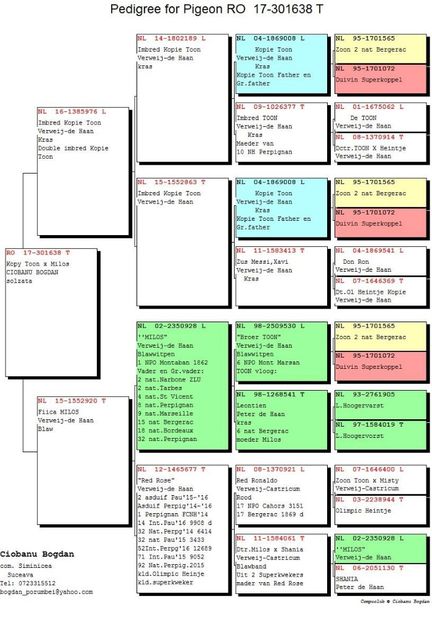 Fiica KOPY Toon x Milos - Perechea nr 16