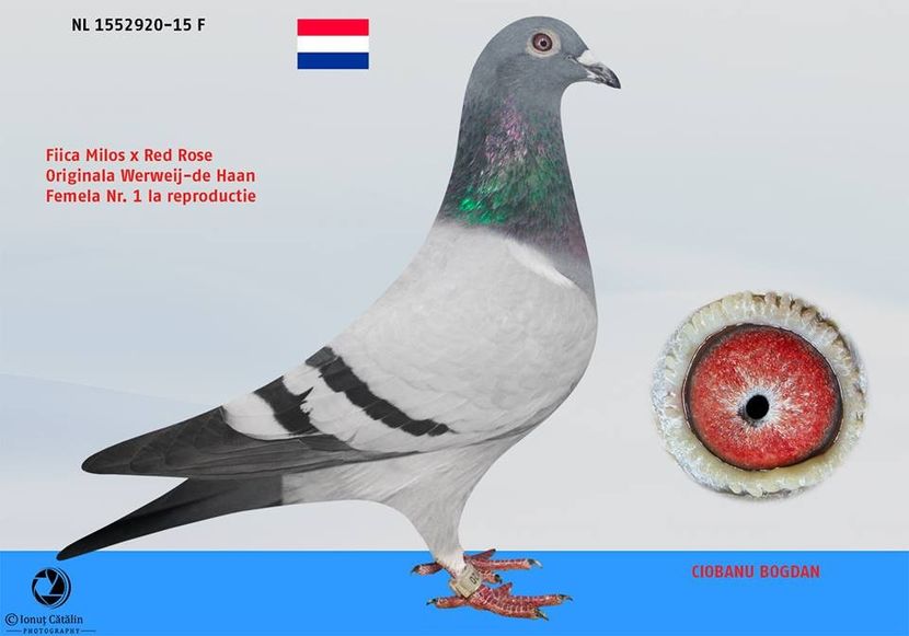 RO-17-301638-F-foto mama - Perechea nr 16