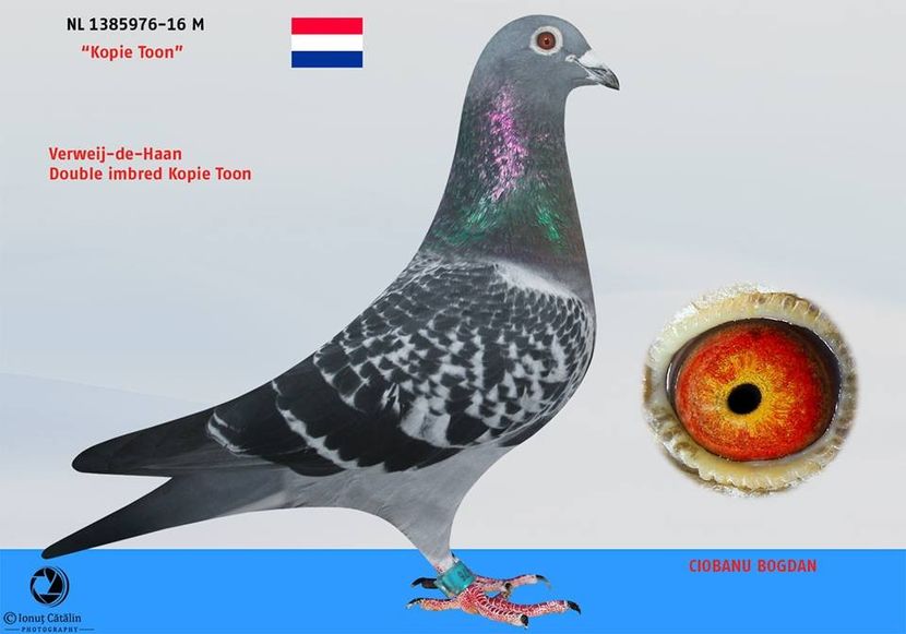 RO-17-301638-F-foto tata - Perechea nr 16