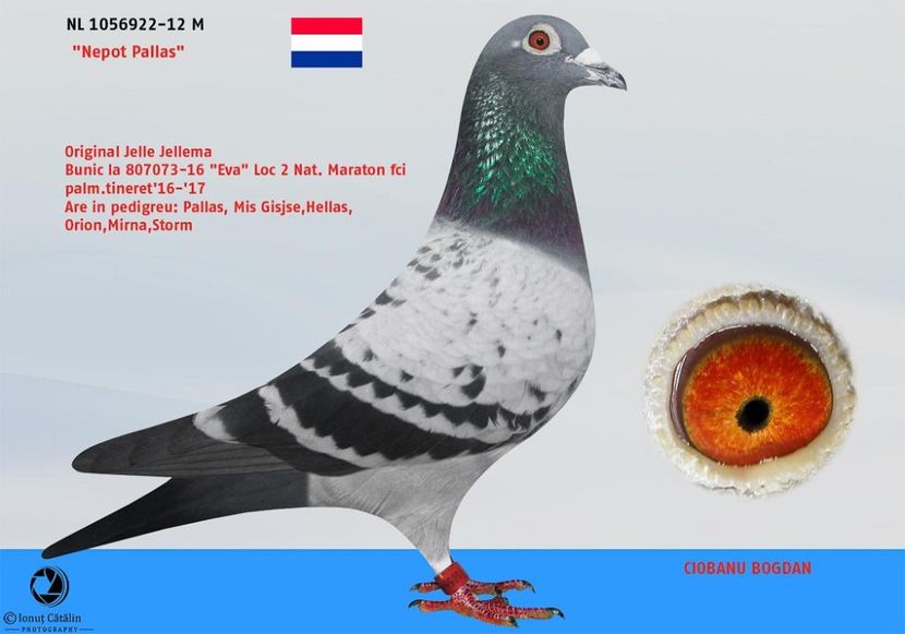 RO-15-4083074-M-foto tata Jelle Jellema - Perechea nr 3