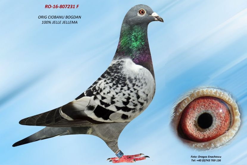 RO-16-807231 F - Perechea nr 2