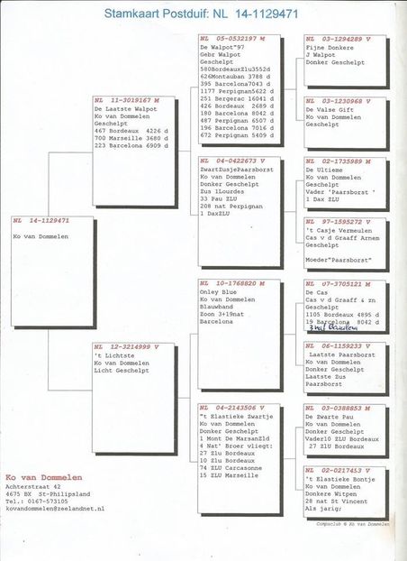 RO-16-807130-F-pedigree tata - Perechea nr 9