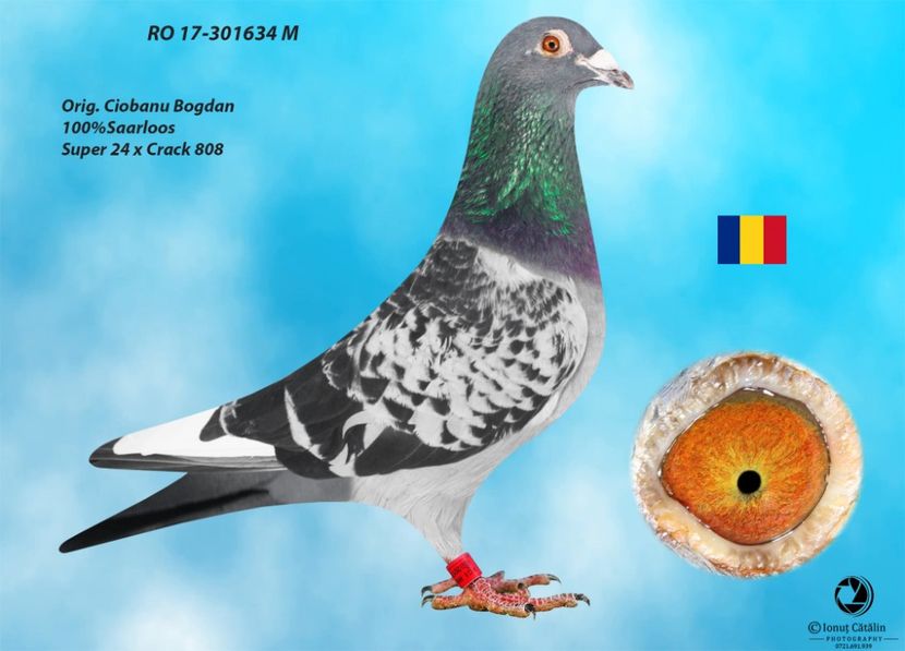 RO 17-301634 M - Perechea nr 11