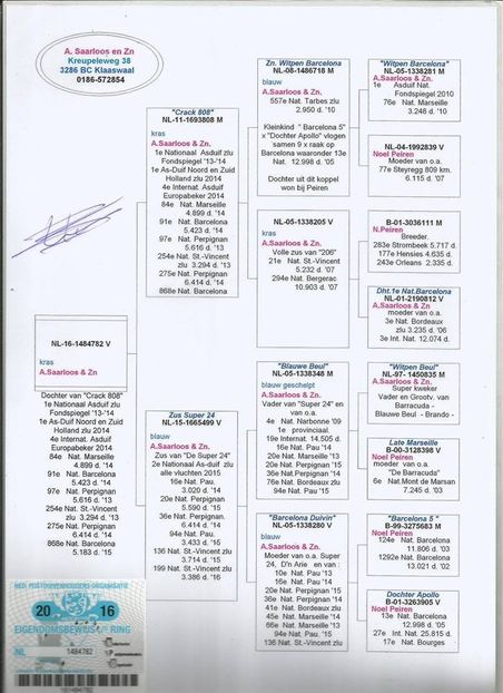 RO-17-301634-M-pedigree mama - Perechea nr 11