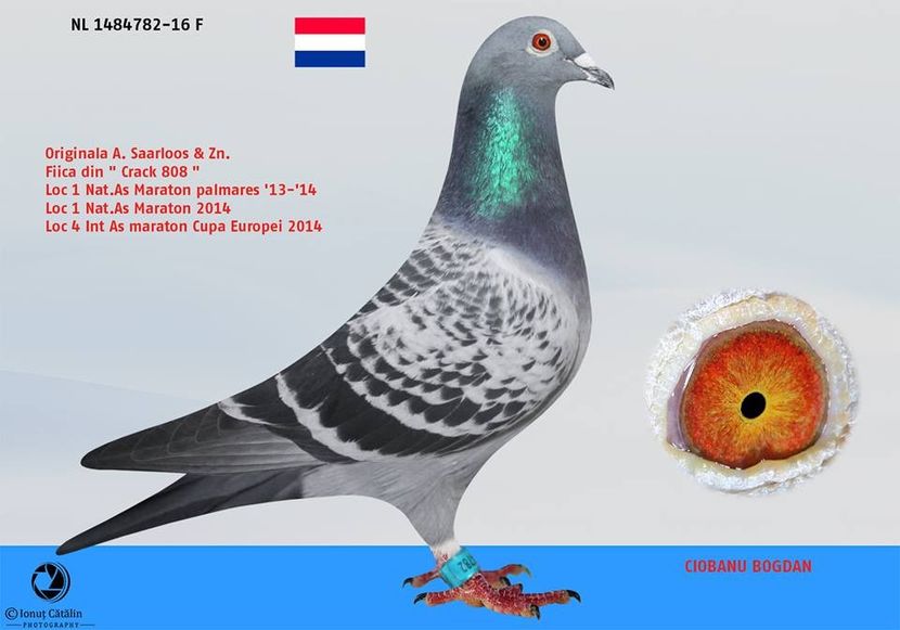 RO-17-301634-M-foto mama - Perechea nr 11